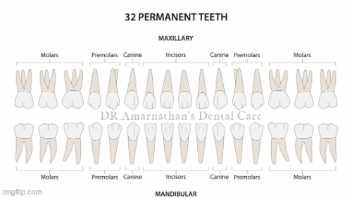 Types of Human teeth and their functions | image tagged in gifs,types of headaches meme,teeth,brushing teeth,rooster teeth,no teeth | made w/ Imgflip images-to-gif maker