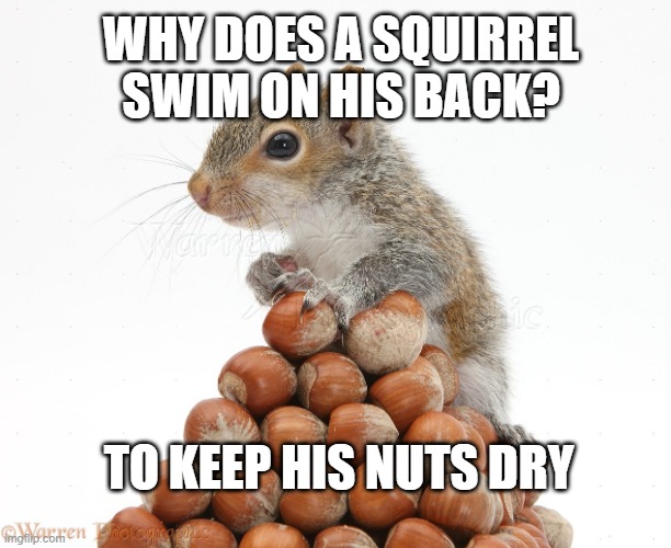 Gray Squirrel with pile of nuts | WHY DOES A SQUIRREL SWIM ON HIS BACK? TO KEEP HIS NUTS DRY | image tagged in gray squirrel with pile of nuts | made w/ Imgflip meme maker