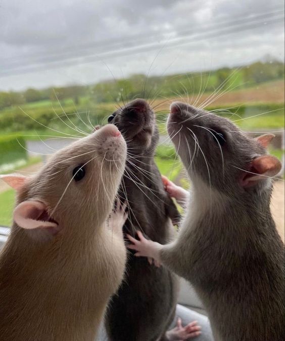 Rat Coven Blank Meme Template