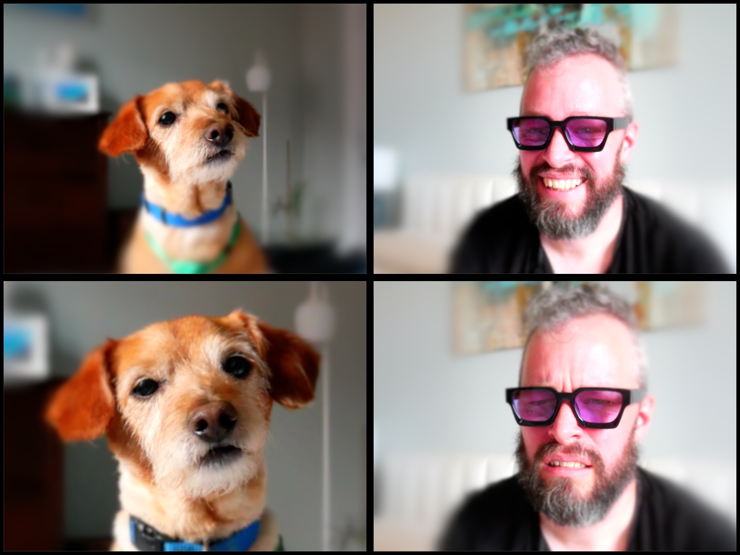 Notmeme: Disagree With The Scamp Blank Meme Template