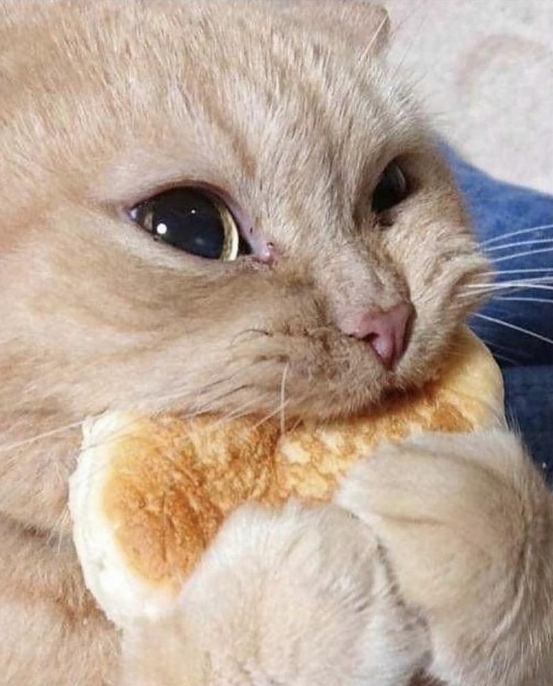 cat eating bread Blank Meme Template