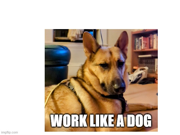 Work Like a Dog | WORK LIKE A DOG | image tagged in puppylove | made w/ Imgflip meme maker