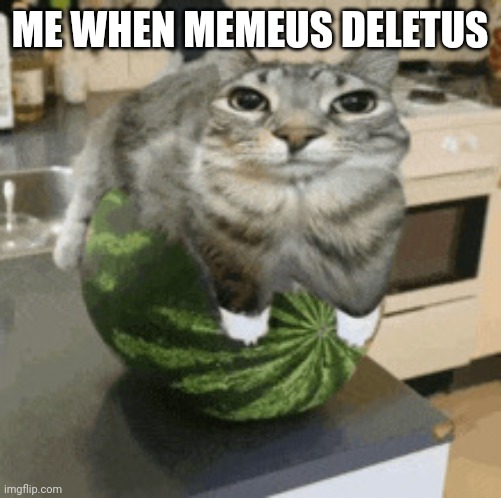 Cat on watermelon | ME WHEN MEMEUS DELETUS | image tagged in cat on watermelon | made w/ Imgflip meme maker