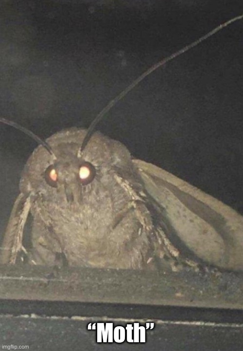 Moth | “Moth” | image tagged in moth | made w/ Imgflip meme maker