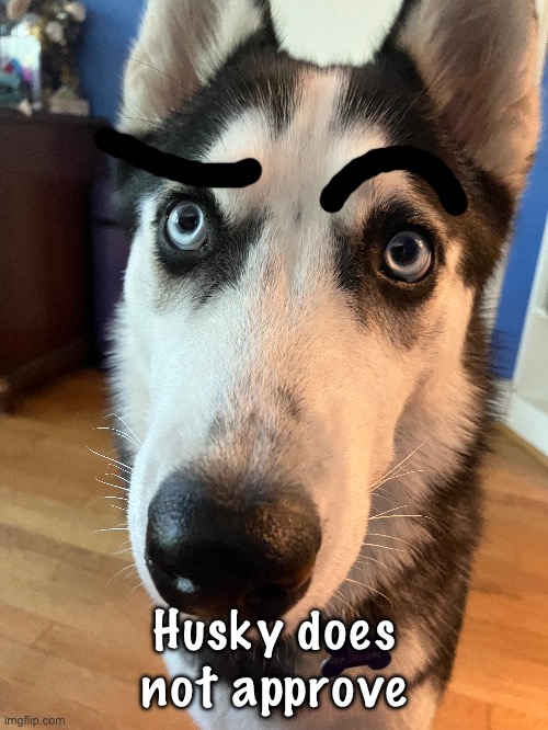 High Quality Husky does not approve Blank Meme Template
