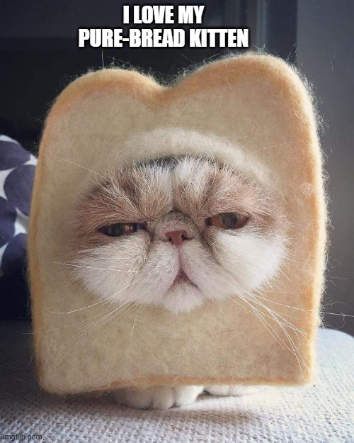 memes by Brad - A picture of my pure-bread kitten - humor | I LOVE MY PURE-BREAD KITTEN | image tagged in funny,cats,cute kitten,kitten,funny cat memes,humor | made w/ Imgflip meme maker