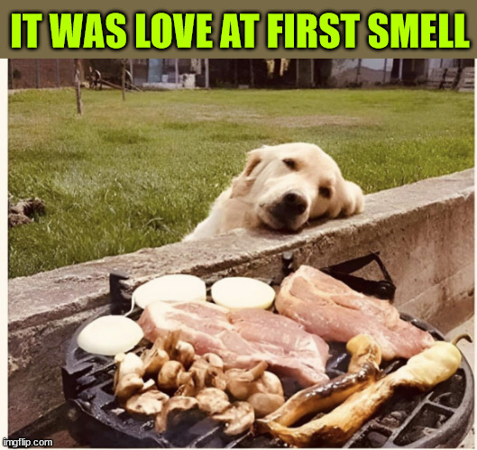 It was love at first smell | IT WAS LOVE AT FIRST SMELL | image tagged in dogs,love at first smell | made w/ Imgflip meme maker