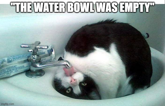 memes by Brad - My cats water dish was empty | "THE WATER BOWL WAS EMPTY" | image tagged in funny,cats,kitten,funny cat,cute kitten,humor | made w/ Imgflip meme maker