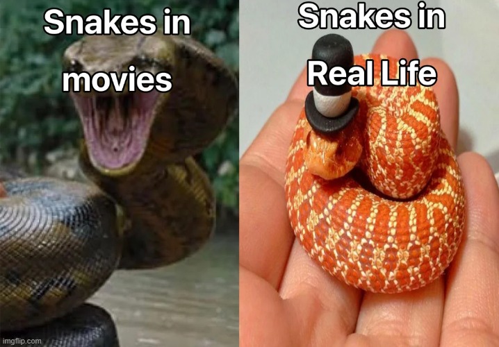 image tagged in snakes,movies,real life,aww | made w/ Imgflip meme maker