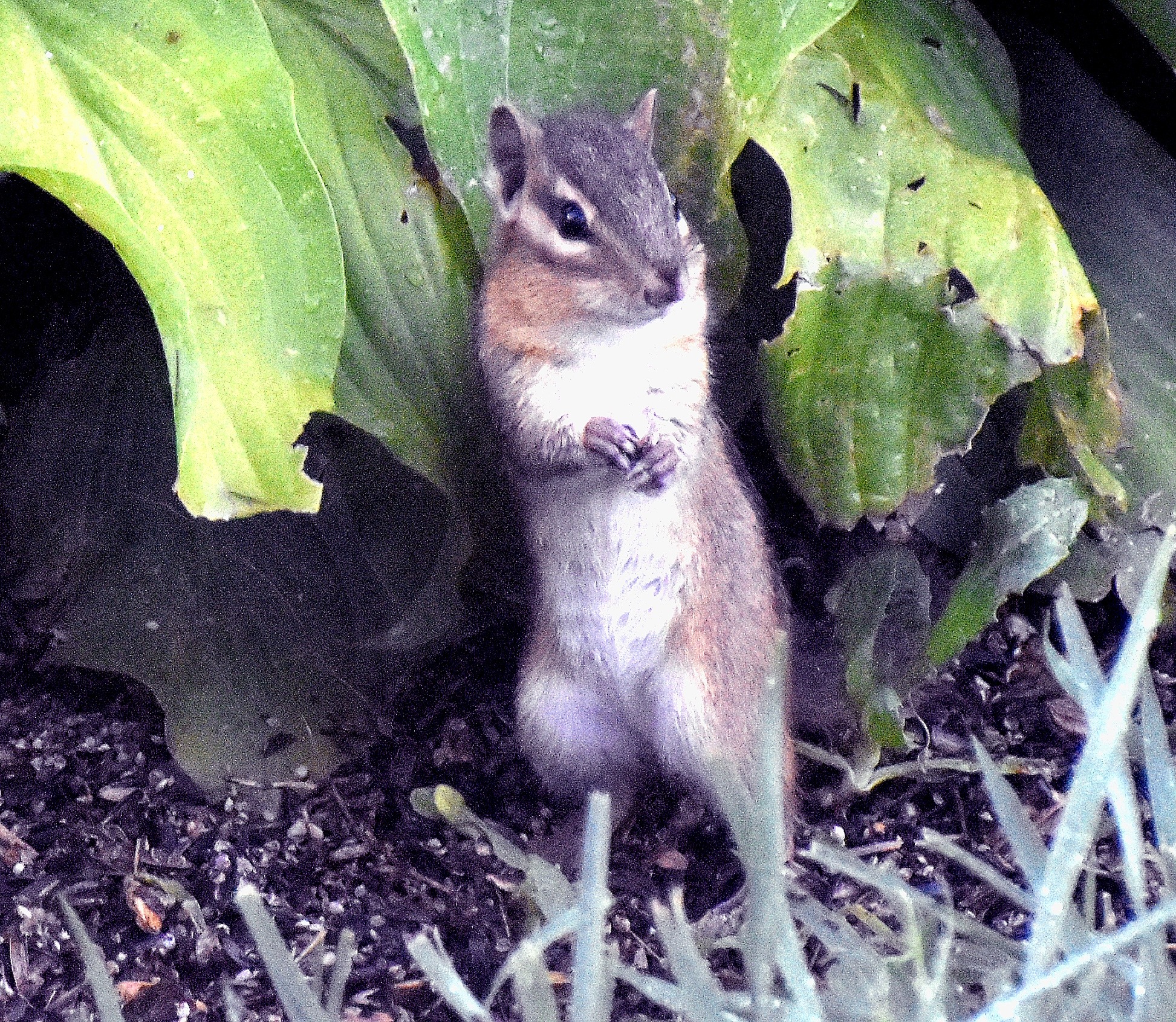 chipmunk | made w/ Imgflip meme maker