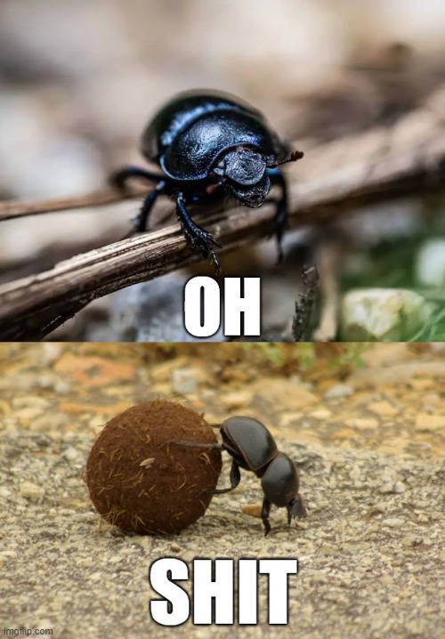 Oh shit | image tagged in dung,beetle,oh,shit,holy,crap | made w/ Imgflip meme maker