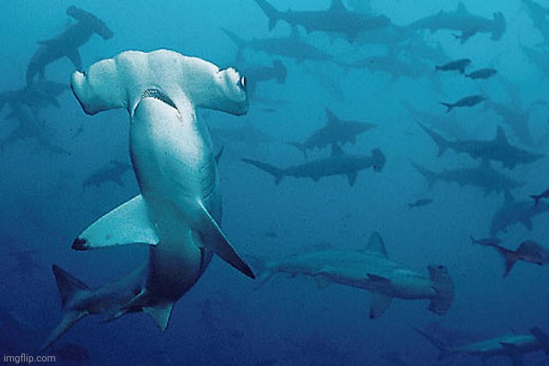 Hammerhead shark | image tagged in hammerhead shark | made w/ Imgflip meme maker