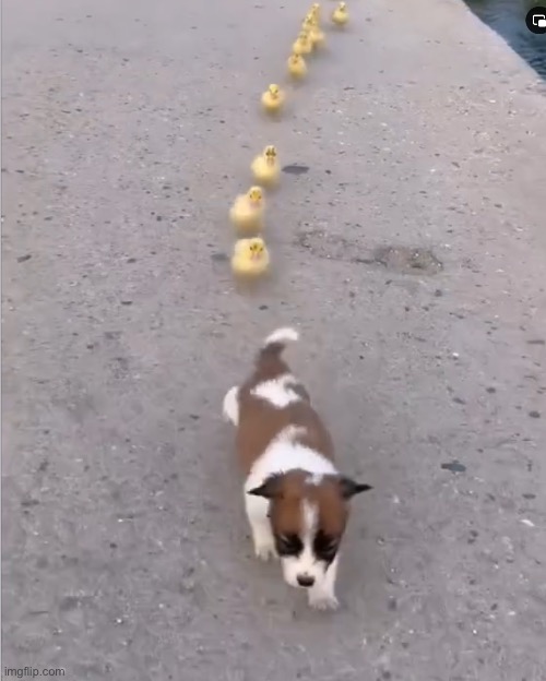Follow the Leader | image tagged in leader,ducks | made w/ Imgflip meme maker