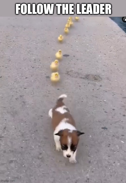 Follow the Leader | FOLLOW THE LEADER | image tagged in dog,ducks | made w/ Imgflip meme maker
