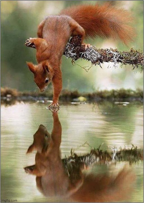 Hello There ! | image tagged in squirrels,reflection,hello there | made w/ Imgflip meme maker