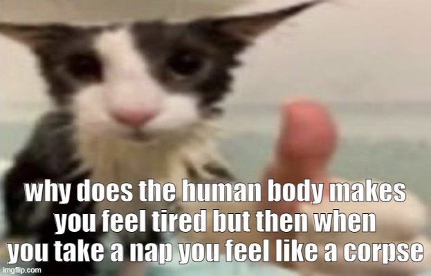 i thought you wanted sleep why am i feeling likt that | why does the human body makes you feel tired but then when you take a nap you feel like a corpse | image tagged in soggy cat thumbs up | made w/ Imgflip meme maker