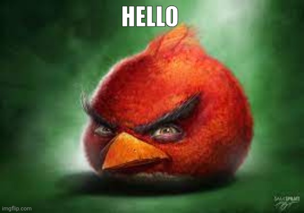 Realistic Red Angry Birds | HELLO | image tagged in realistic red angry birds | made w/ Imgflip meme maker