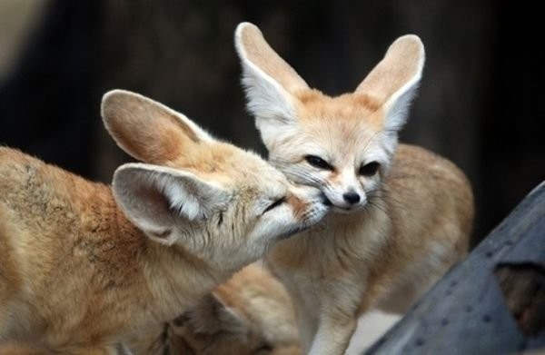 Fennec fox kiss Blank Meme Template