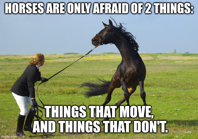 Scared Horse | HORSES ARE ONLY AFRAID OF 2 THINGS:; THINGS THAT MOVE,
 AND THINGS THAT DON'T. | image tagged in horses,funny animals,scared | made w/ Imgflip meme maker