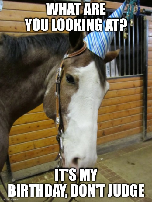 Birthday Horse | WHAT ARE YOU LOOKING AT? IT'S MY BIRTHDAY, DON'T JUDGE | image tagged in horses,birthday | made w/ Imgflip meme maker