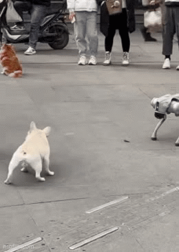 Bulldog Chasing Rabbit Gif Bulldog Vs Robodog ! - Imgflip
