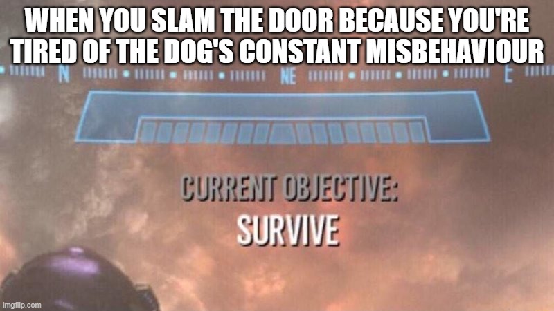 Ohhhhkkkaaaaaaaayyyyyyyyy well let's maybe watch out for that | WHEN YOU SLAM THE DOOR BECAUSE YOU'RE TIRED OF THE DOG'S CONSTANT MISBEHAVIOUR | image tagged in current objective survive,memes,relatable,dank,uh oh,survive | made w/ Imgflip meme maker