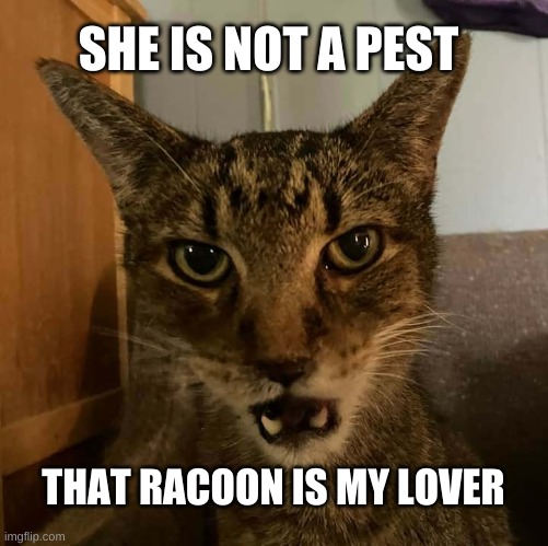 It's the Tail that gets ya | SHE IS NOT A PEST; THAT RACOON IS MY LOVER | image tagged in only going to tell you once cat,overly attached girlfriend,lovers,racoon,still a better love story than twilight | made w/ Imgflip meme maker