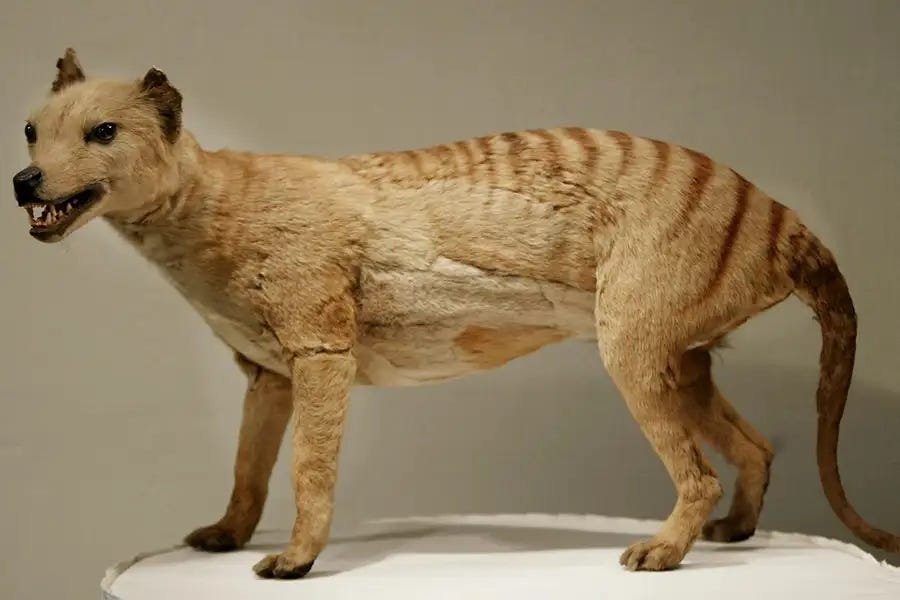 High Quality Thylacine Blank Meme Template