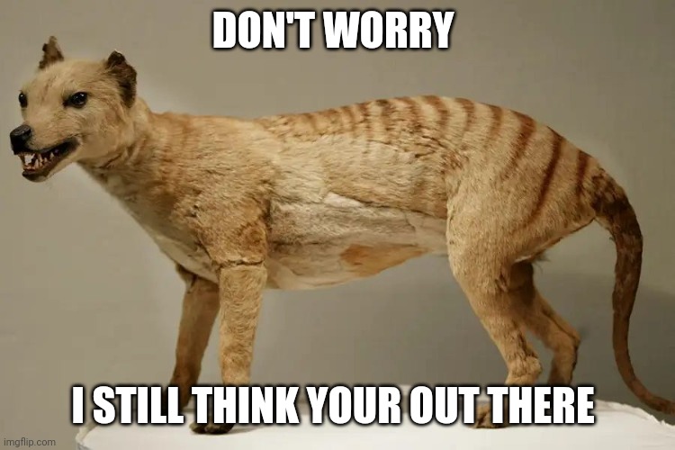 Thylacine love ( it's extinct according to science so does it still count) | DON'T WORRY; I STILL THINK YOUR OUT THERE | image tagged in thylacine | made w/ Imgflip meme maker