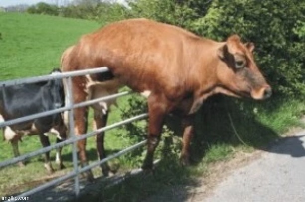 Straddling the fence | image tagged in straddling the fence | made w/ Imgflip meme maker