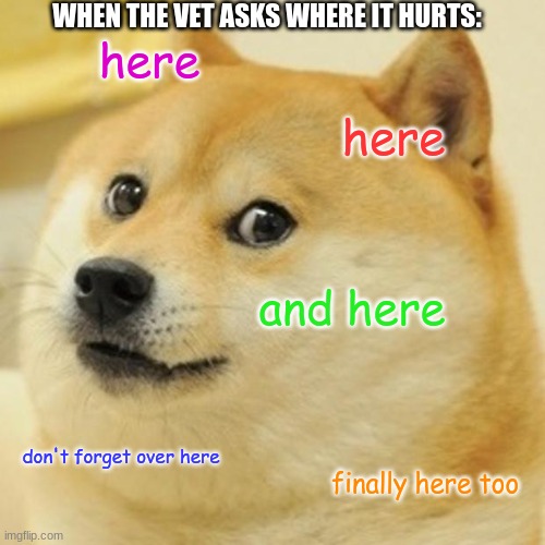 Hurting Dog | WHEN THE VET ASKS WHERE IT HURTS:; here; here; and here; don't forget over here; finally here too | image tagged in memes,doge,dog | made w/ Imgflip meme maker