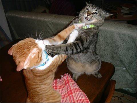 High Quality Cat fight Blank Meme Template