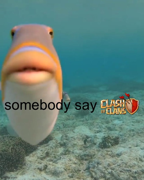 staring fish | somebody say | image tagged in staring fish | made w/ Imgflip meme maker
