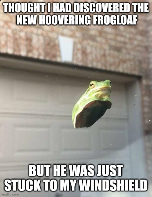 Frog | THOUGHT I HAD DISCOVERED THE
 NEW HOOVERING FROGLOAF; BUT HE WAS JUST STUCK TO MY WINDSHIELD | image tagged in frog | made w/ Imgflip meme maker