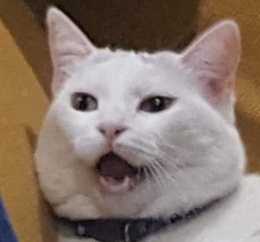 High Quality ª CAT Blank Meme Template