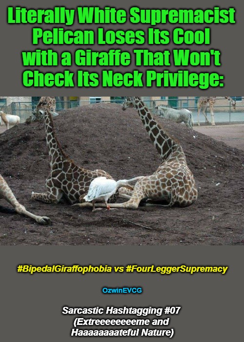 Sarcastic Hashtagging #07 (Extreeeeeeeeme and Haaaaaaaateful Nature) | Literally White Supremacist 

Pelican Loses Its Cool 

with a Giraffe That Won't 

Check Its Neck Privilege:; #BipedalGiraffophobia vs #FourLeggerSupremacy; OzwinEVCG; Sarcastic Hashtagging #07 

(Extreeeeeeeeme and 

Haaaaaaaateful Nature) | image tagged in pelican attempts eating giraffe,animals,trolling,memes,liberals,sarcastic hashtags | made w/ Imgflip meme maker