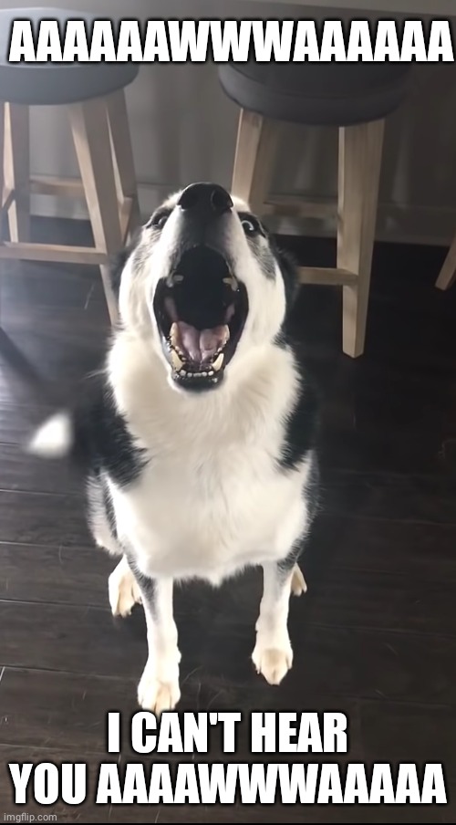 Never argue with a husky | AAAAAAWWWAAAAAA; I CAN'T HEAR YOU AAAAWWWAAAAA | image tagged in husky,fun | made w/ Imgflip meme maker