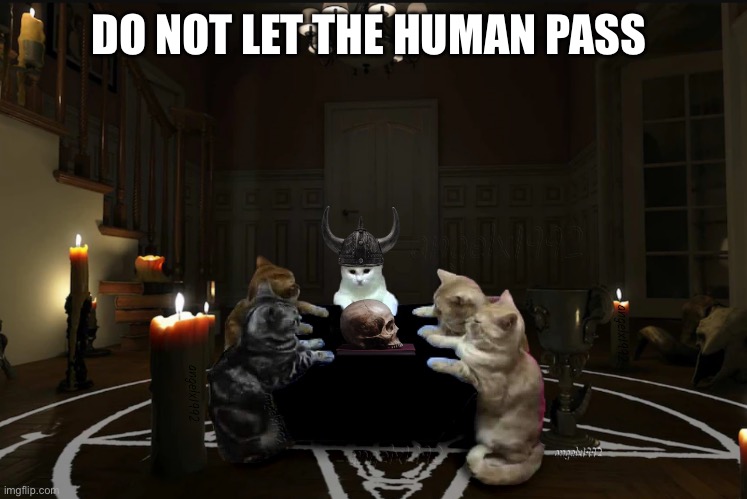 cats | DO NOT LET THE HUMAN PASS | image tagged in cats | made w/ Imgflip meme maker