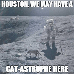 The cat in the moon | image tagged in gifs,cats,moon | made w/ Imgflip images-to-gif maker