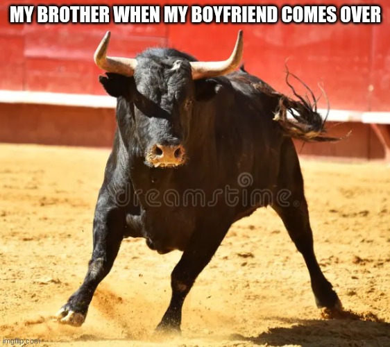 angry bull | MY BROTHER WHEN MY BOYFRIEND COMES OVER | image tagged in bull,angry | made w/ Imgflip meme maker