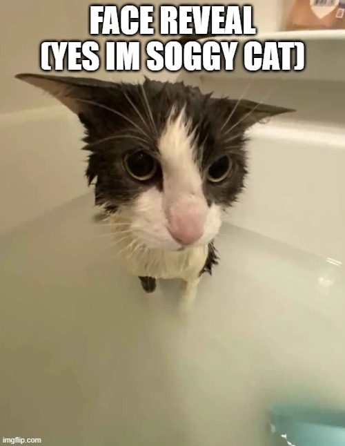 FACE REVEAL (YES IM SOGGY CAT) | made w/ Imgflip meme maker