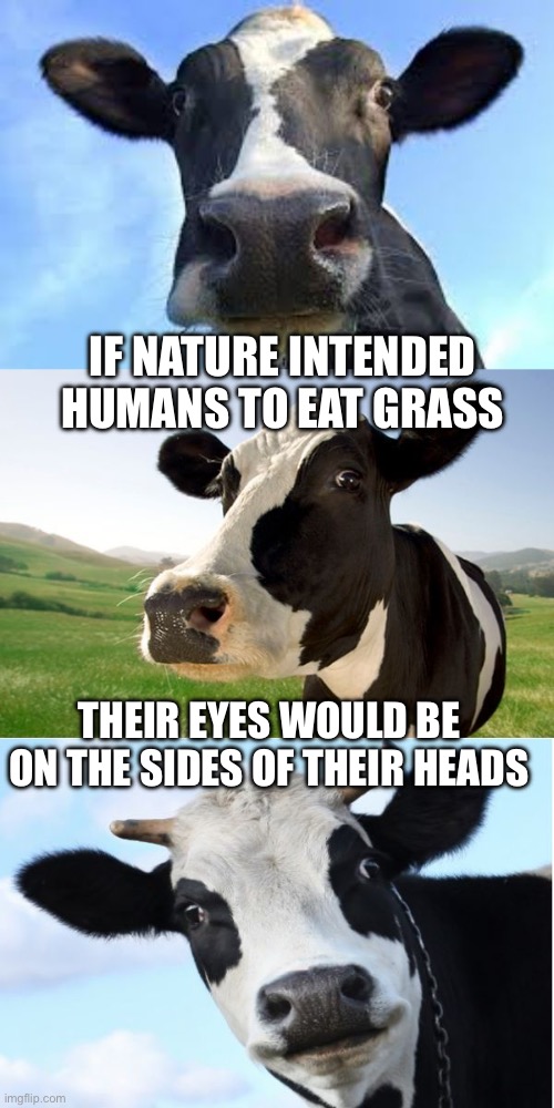 Bad Pun Cow | IF NATURE INTENDED HUMANS TO EAT GRASS THEIR EYES WOULD BE ON THE SIDES OF THEIR HEADS | image tagged in bad pun cow | made w/ Imgflip meme maker