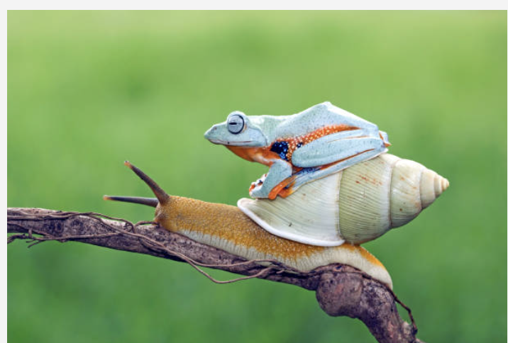 Frog on Snail Blank Meme Template