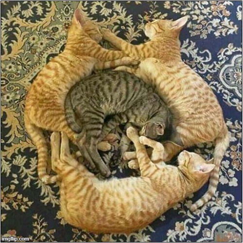 Just A Pleasing Arrangement Of Cats ! | image tagged in cats,arranged,sleeping | made w/ Imgflip meme maker