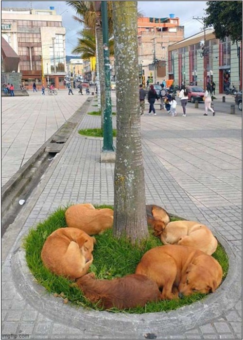 Stray Dogs In Brazil Resting Around A Tree | image tagged in dogs,tree,sleeping,brazil | made w/ Imgflip meme maker