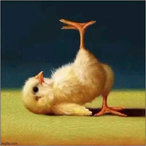 Yoga Chick ! | image tagged in yoga,chick | made w/ Imgflip meme maker