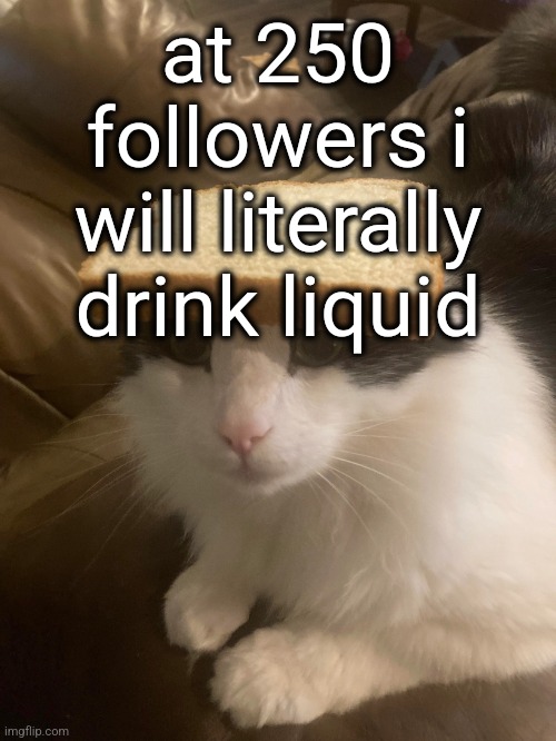bread cat | at 250 followers i will literally drink liquid | image tagged in bread cat | made w/ Imgflip meme maker