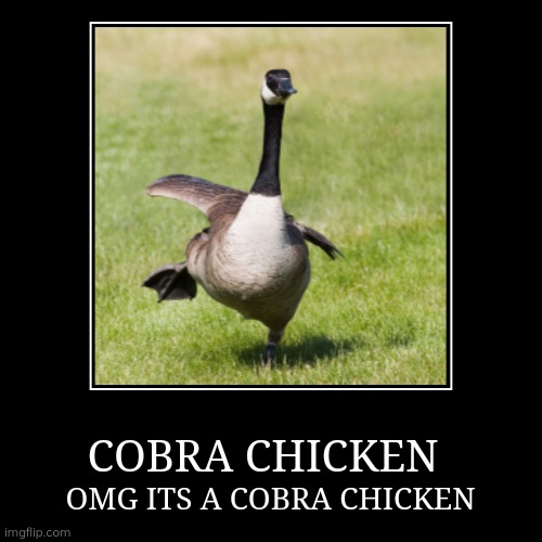 COBRA chicken | COBRA CHICKEN | OMG ITS A COBRA CHICKEN | image tagged in funny,demotivationals | made w/ Imgflip demotivational maker