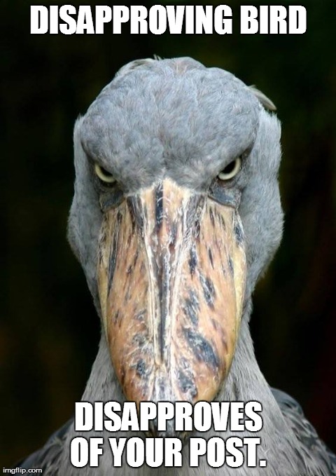 DISAPPROVING BIRD DISAPPROVES OF YOUR POST. | made w/ Imgflip meme maker