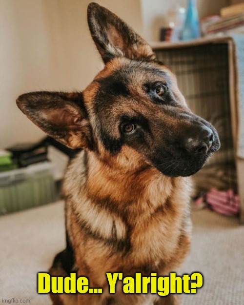 GSD Head Tilt | Dude... Y'alright? | image tagged in gsd head tilt | made w/ Imgflip meme maker